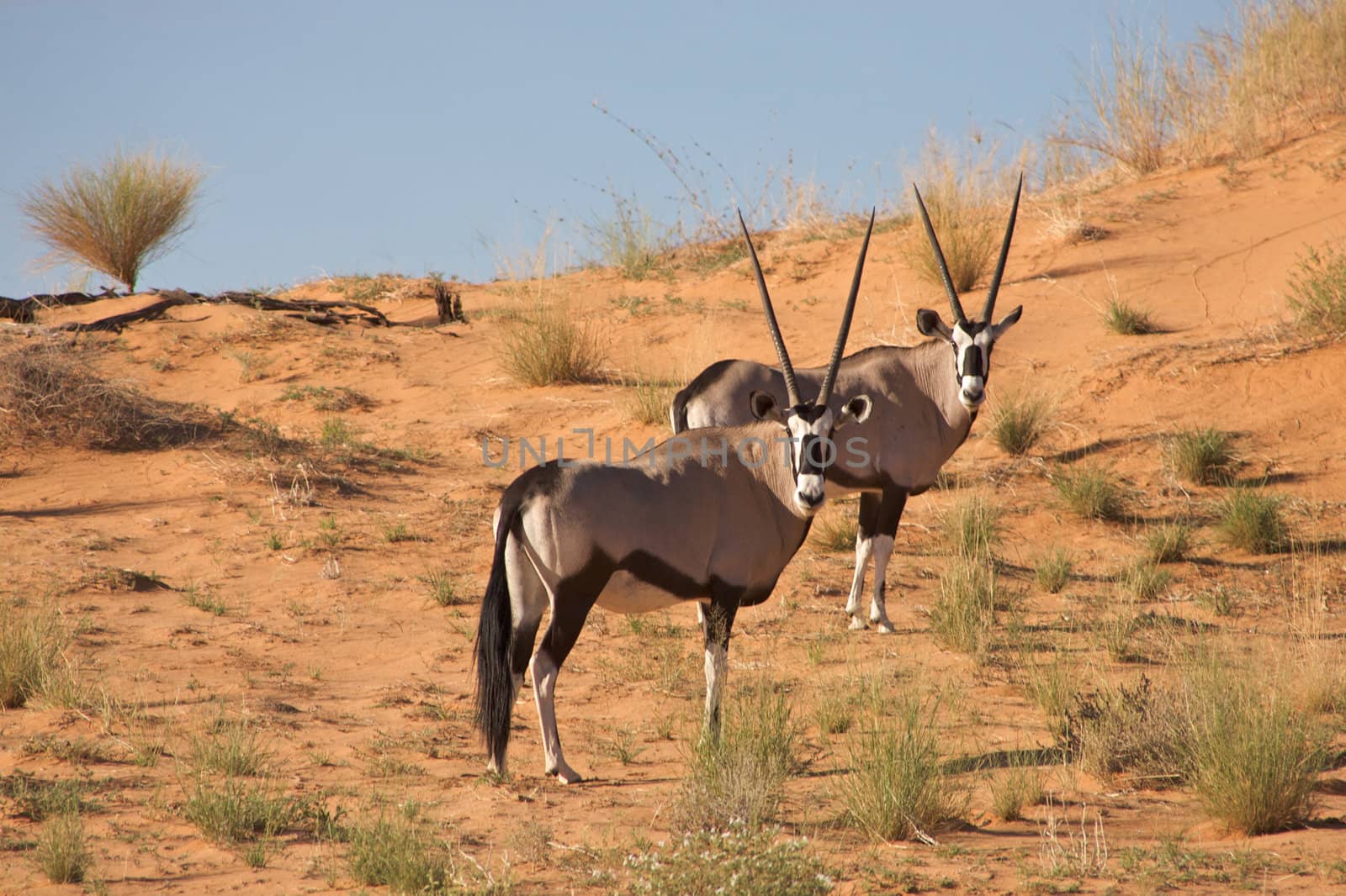 Two gemsboks in the kalahari by watchtheworld