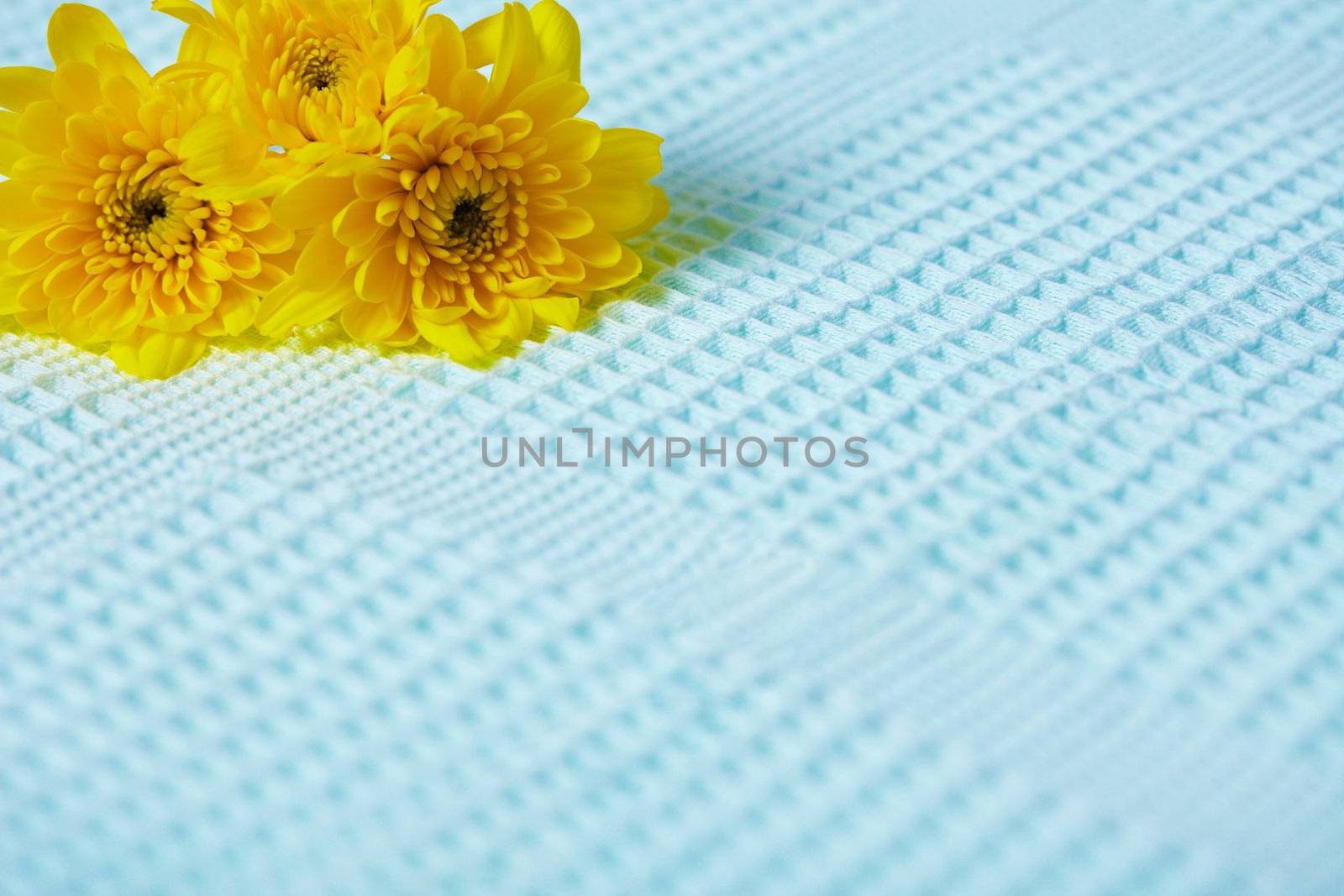 Contrasting composition of yellow flowers on a blue fabric background