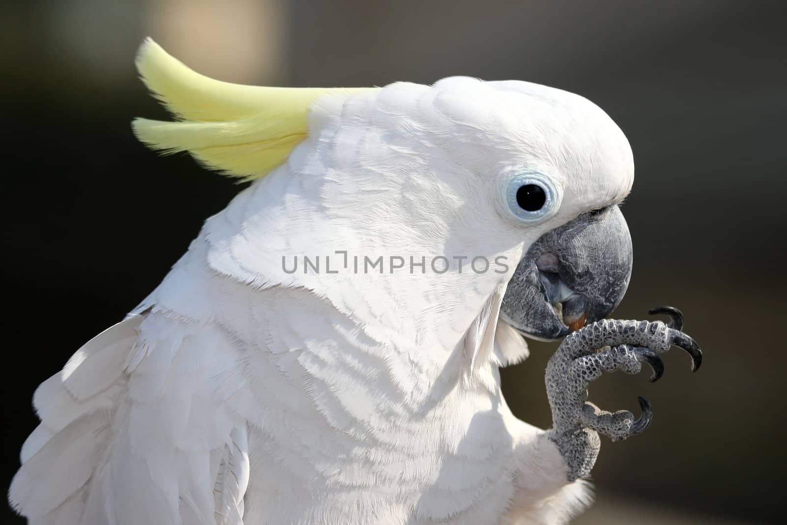 Sulphur Crested Cockatoo bird holding and eating a nut 