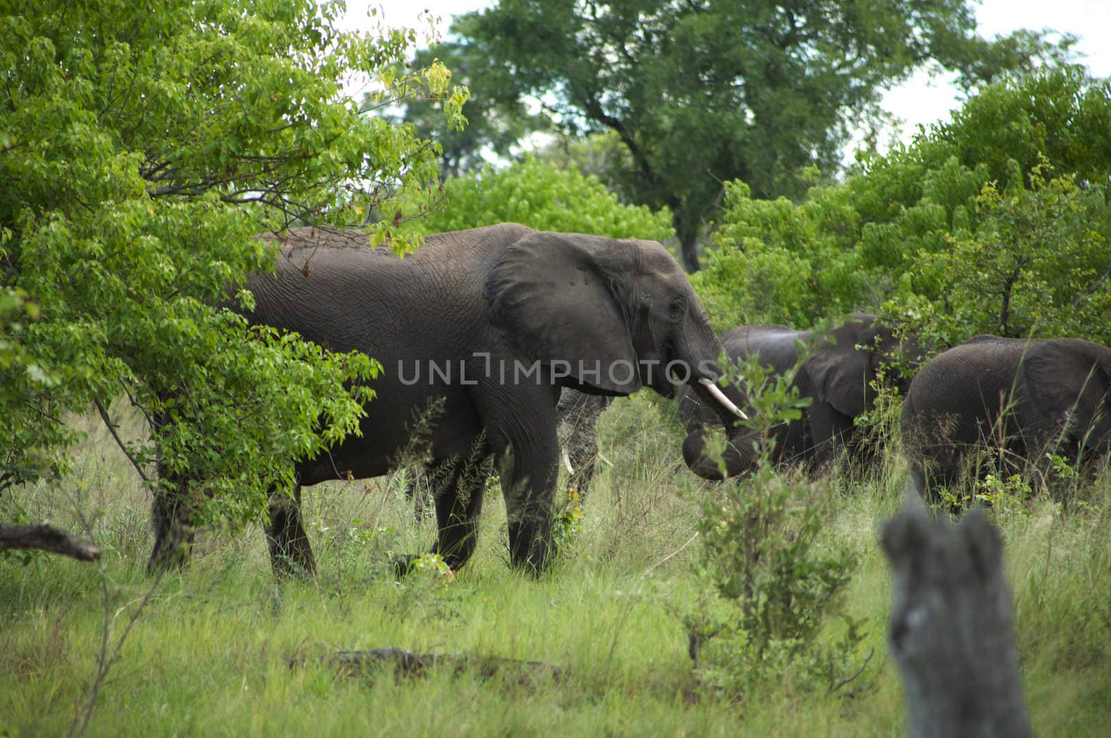 Elephant in the bush - Moremi Nature Reserve in Botswana