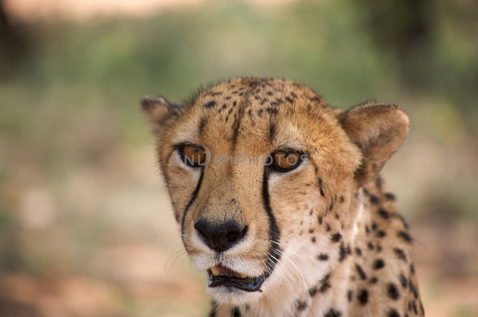 cheetah in Harnas by watchtheworld