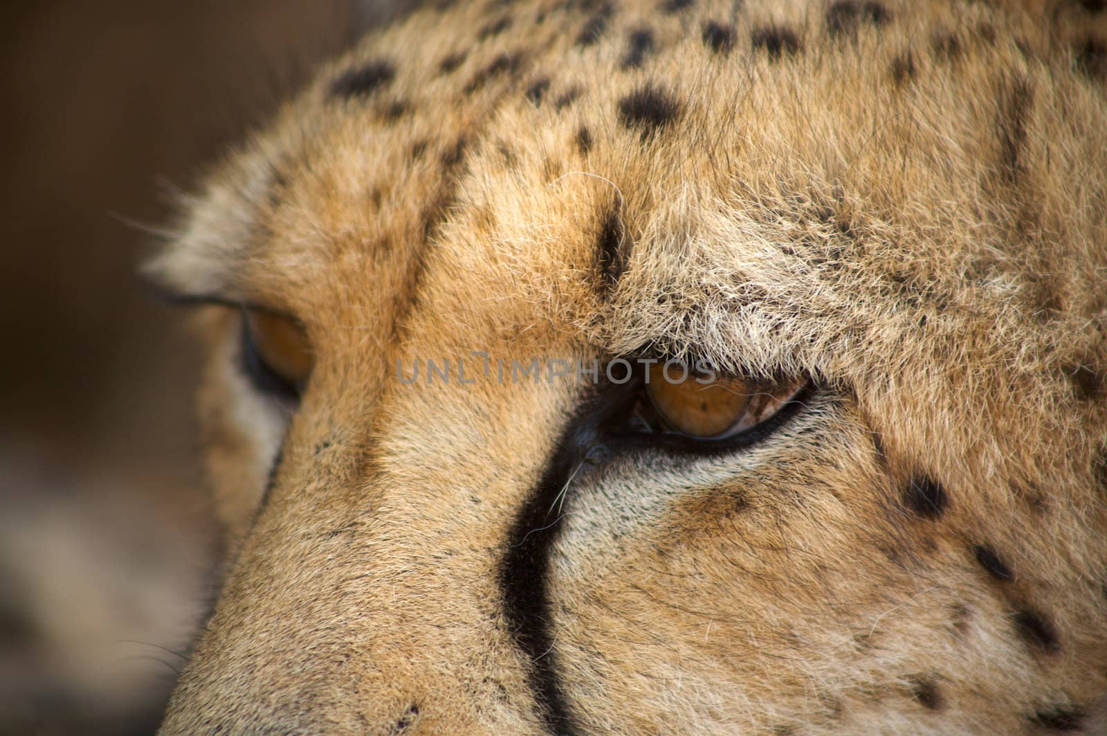 cheetah in Harnas Foundation  Namibia