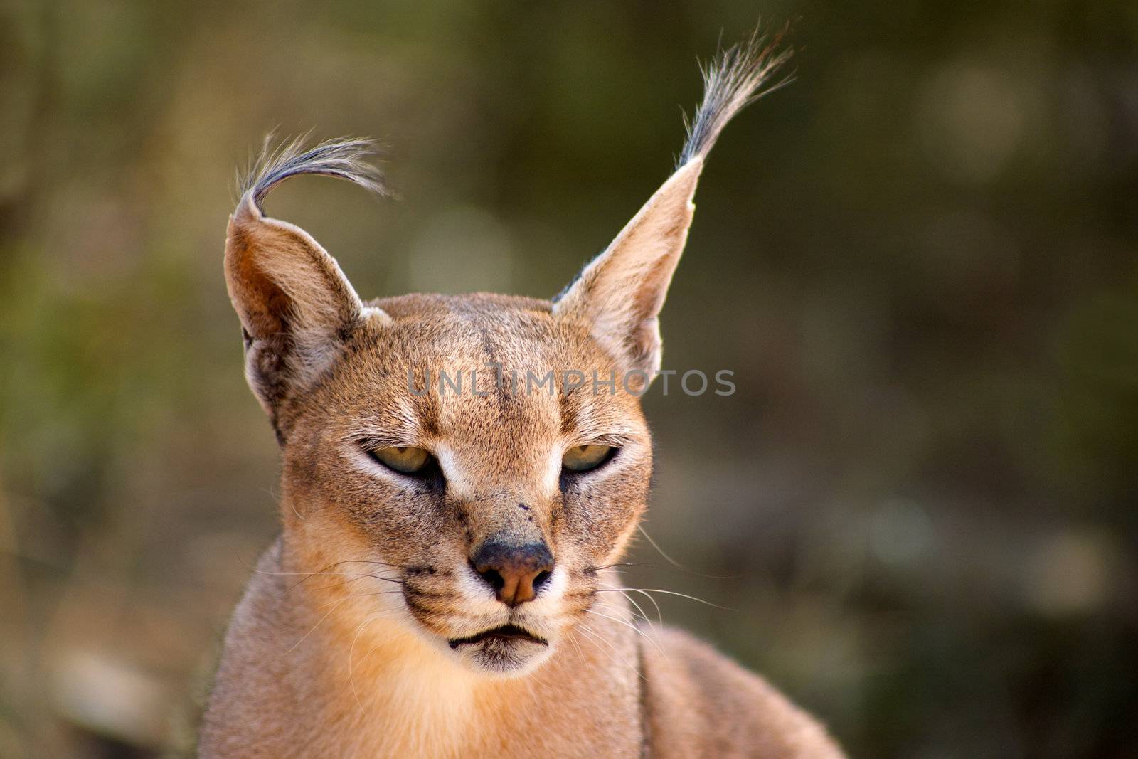 Caracal