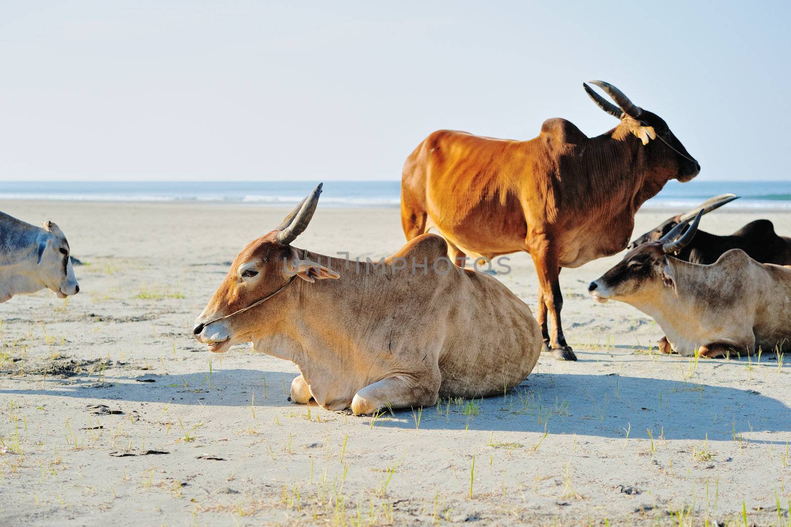 Rest of sacred cows on the beach in India