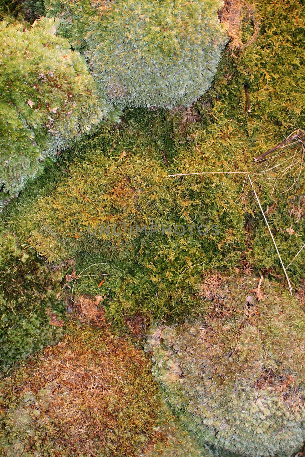 Foam on a wall, a natural decoration