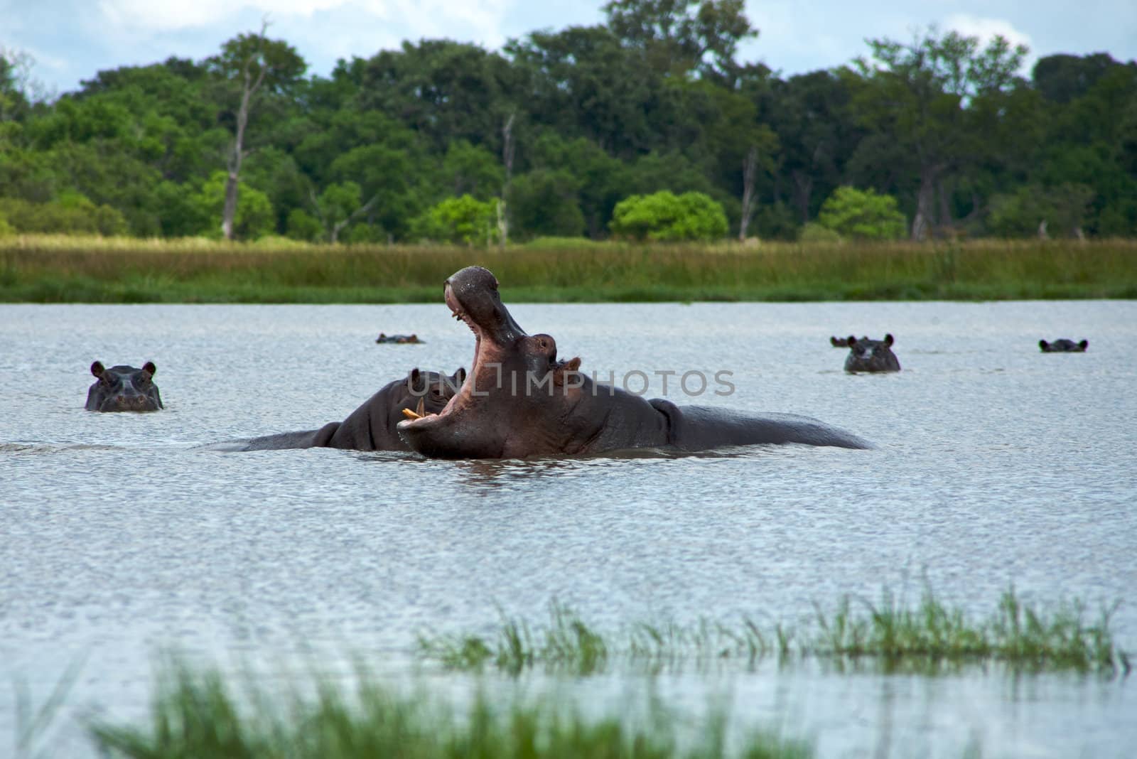 Group of hippos sitting in the water rearing  with forest in the background, in Moremi Nature Reserve