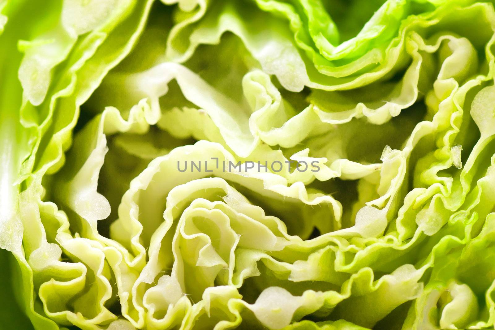 Macro view of green cabbage leaves