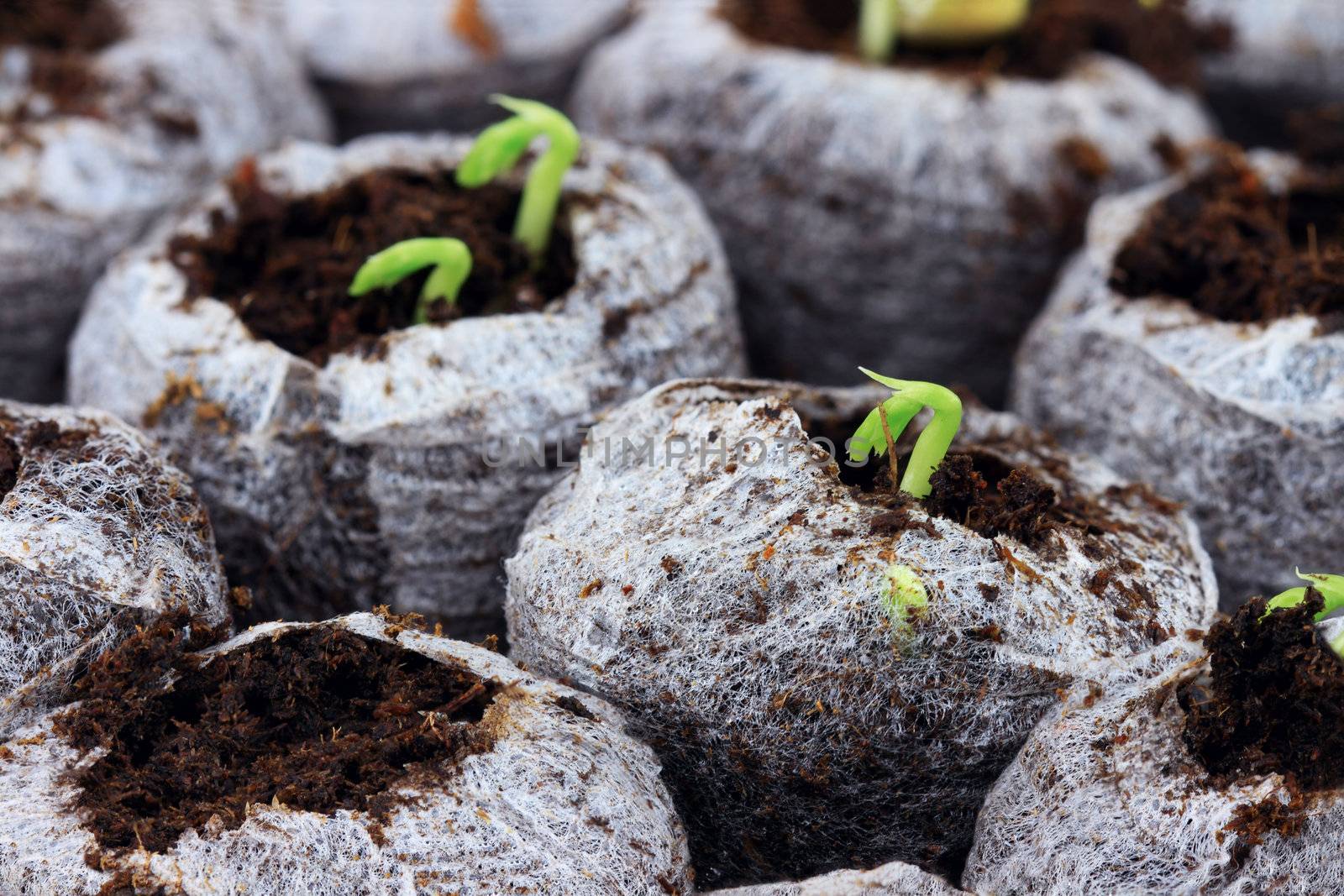 Organically grown plants and vegetables growing in biodegradable peat pots. Extreme shallow DOF.