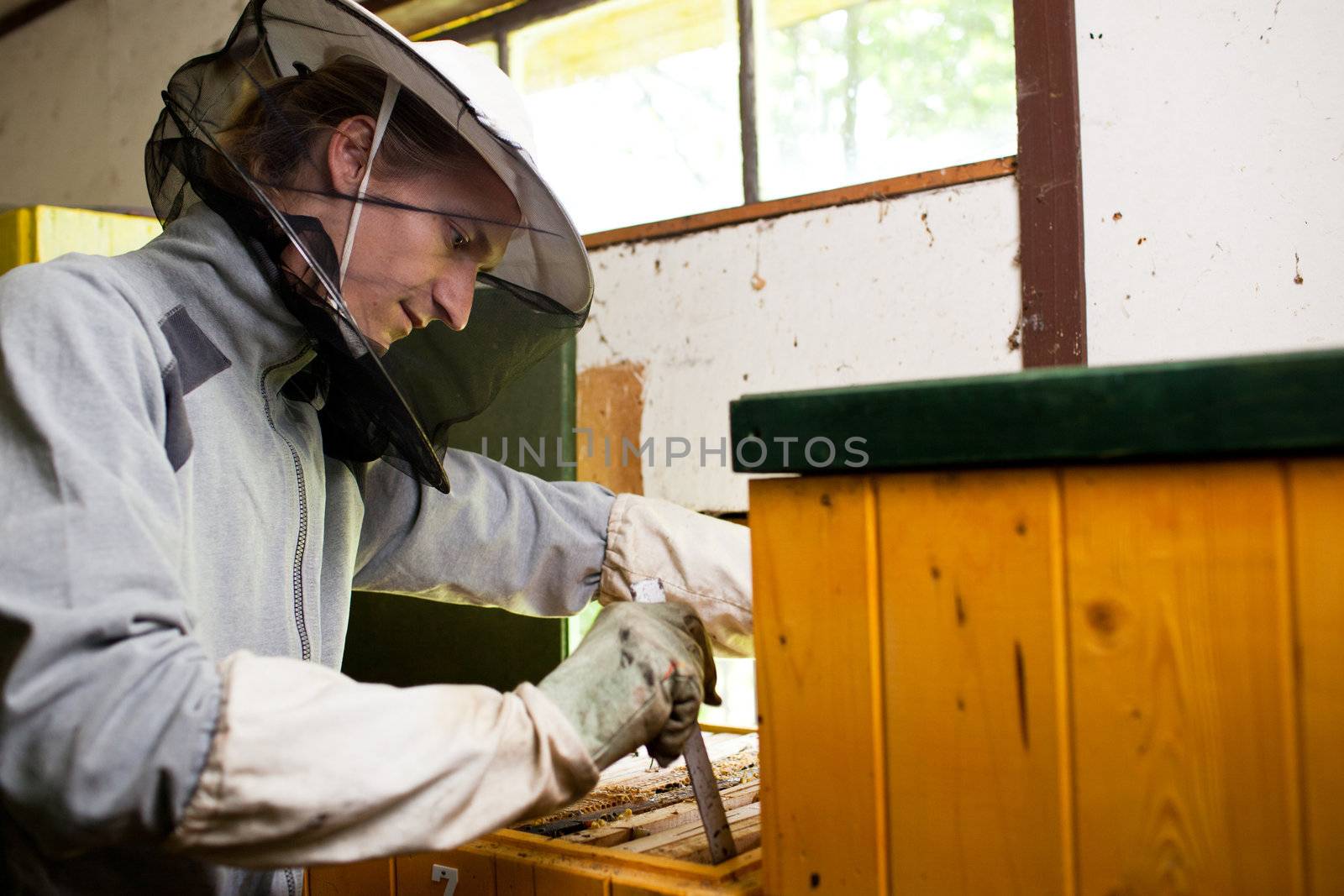 Beekeeper working in an apiary holding a frame of honeycomb by viktor_cap