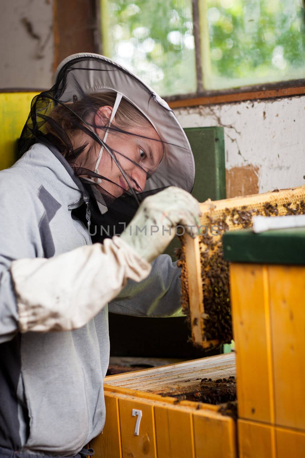 Beekeeper working in an apiary holding a frame of honeycomb by viktor_cap