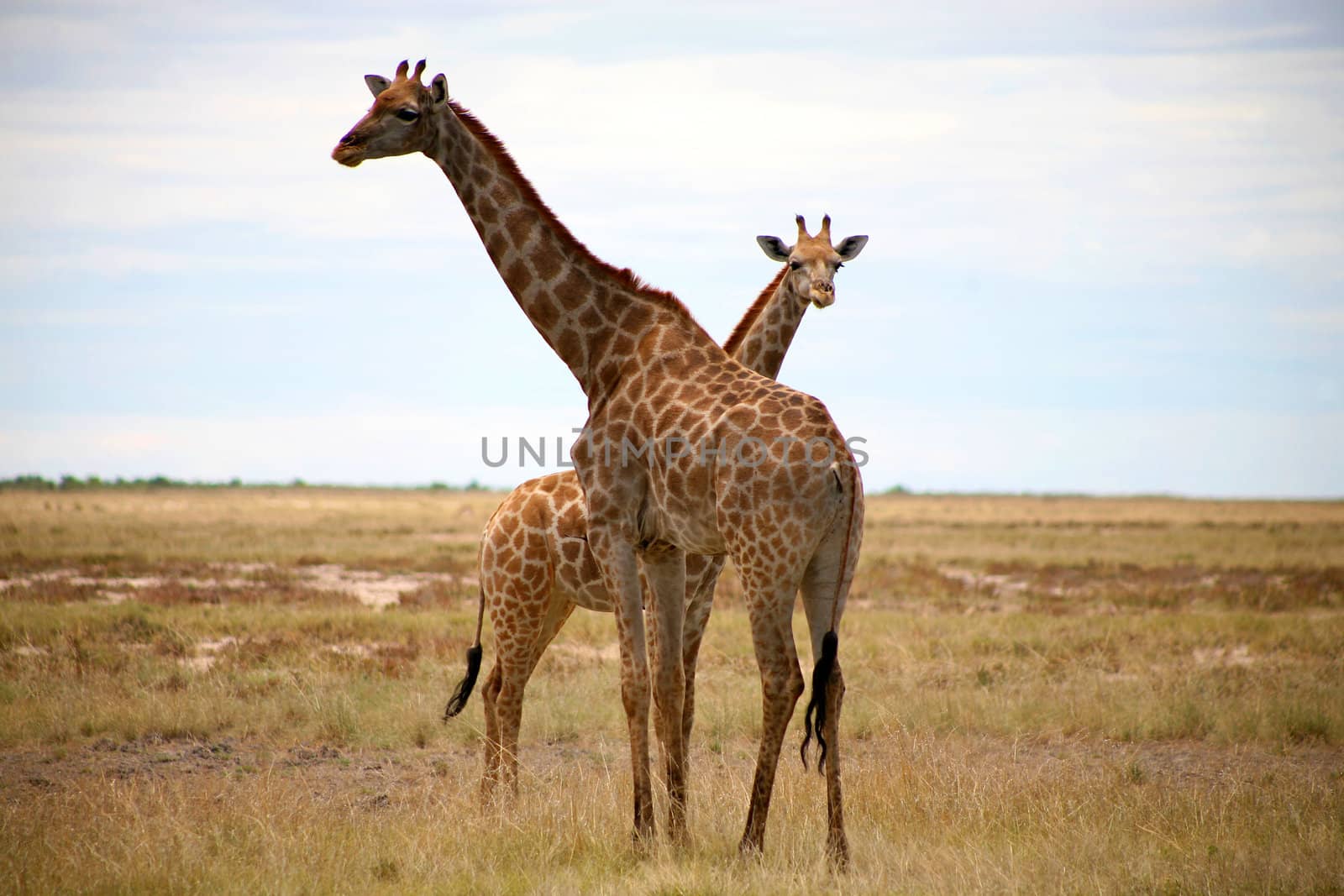 Two Giraffes in Etosha - North of Namibia