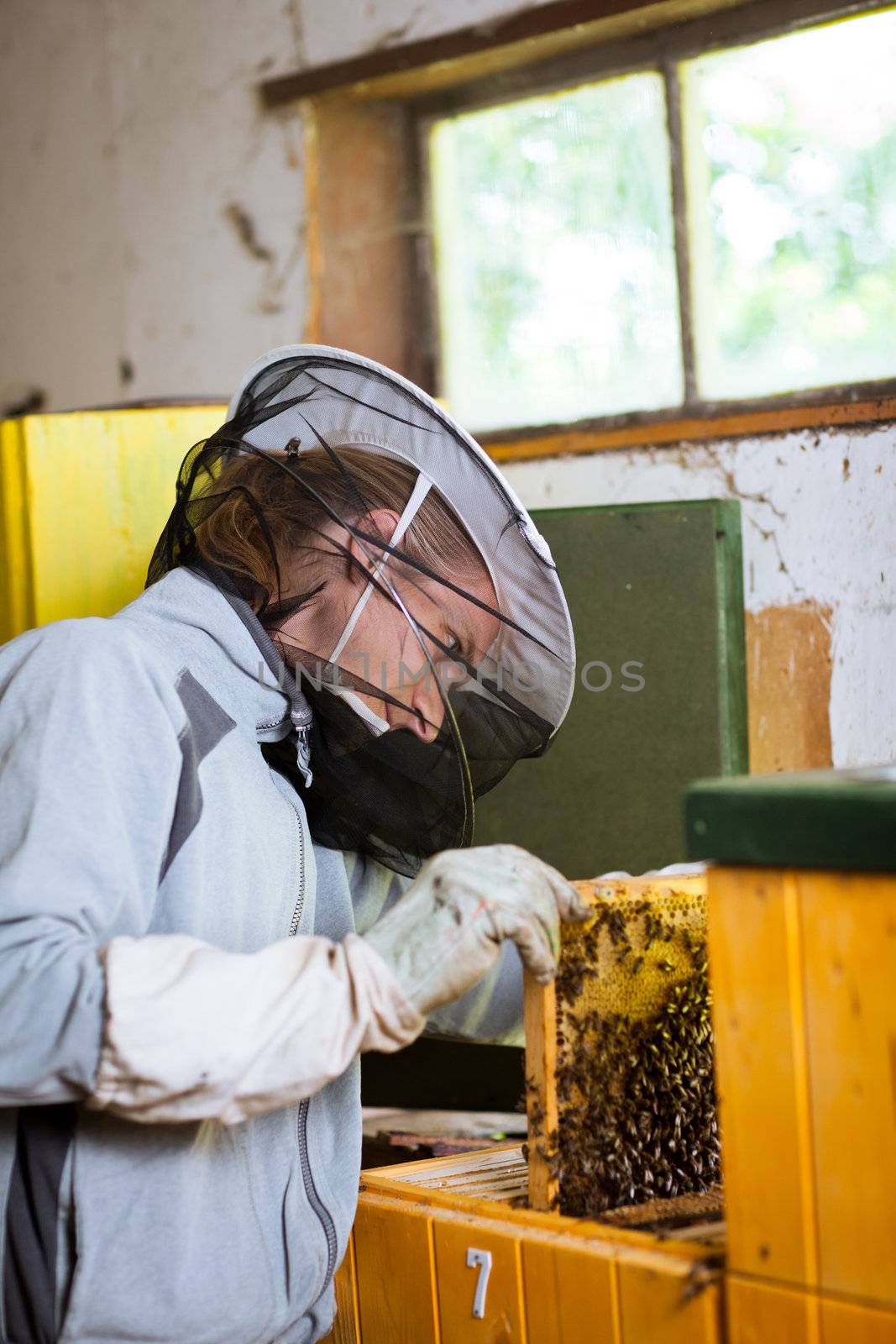 Beekeeper in an apiary holding a frame of honeycomb covered with swarming bees