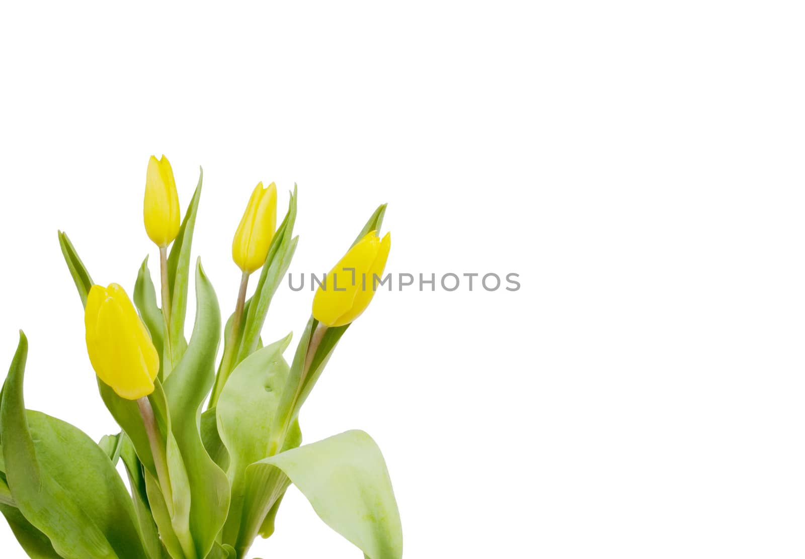 Congratulations card with the yellow tulips by BIG_TAU