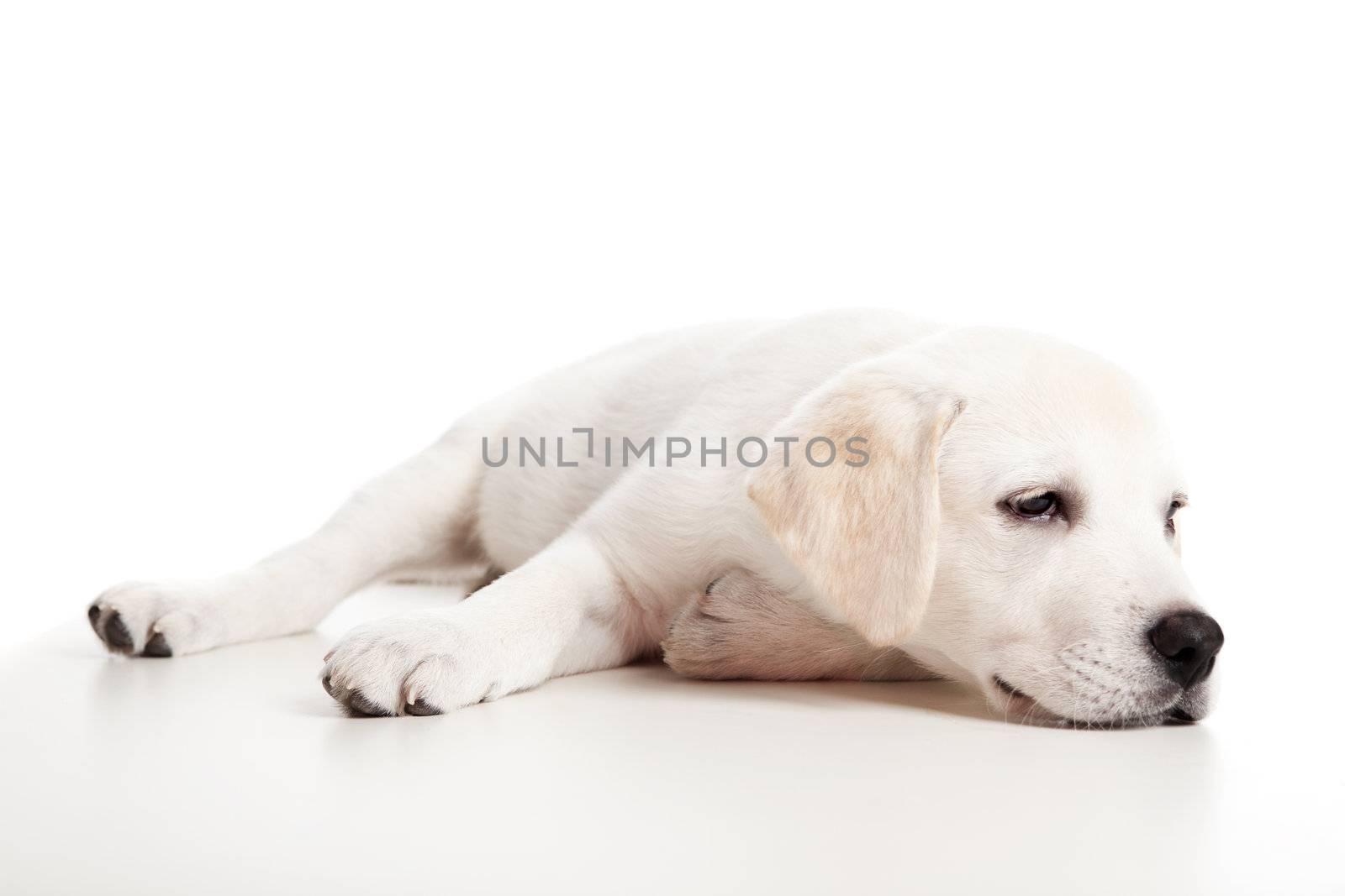 Beautiful labrador retriever puppy isolated on white background with a sleep look