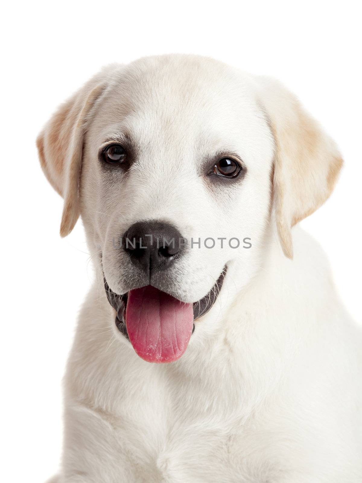 Labrador puppy by Iko