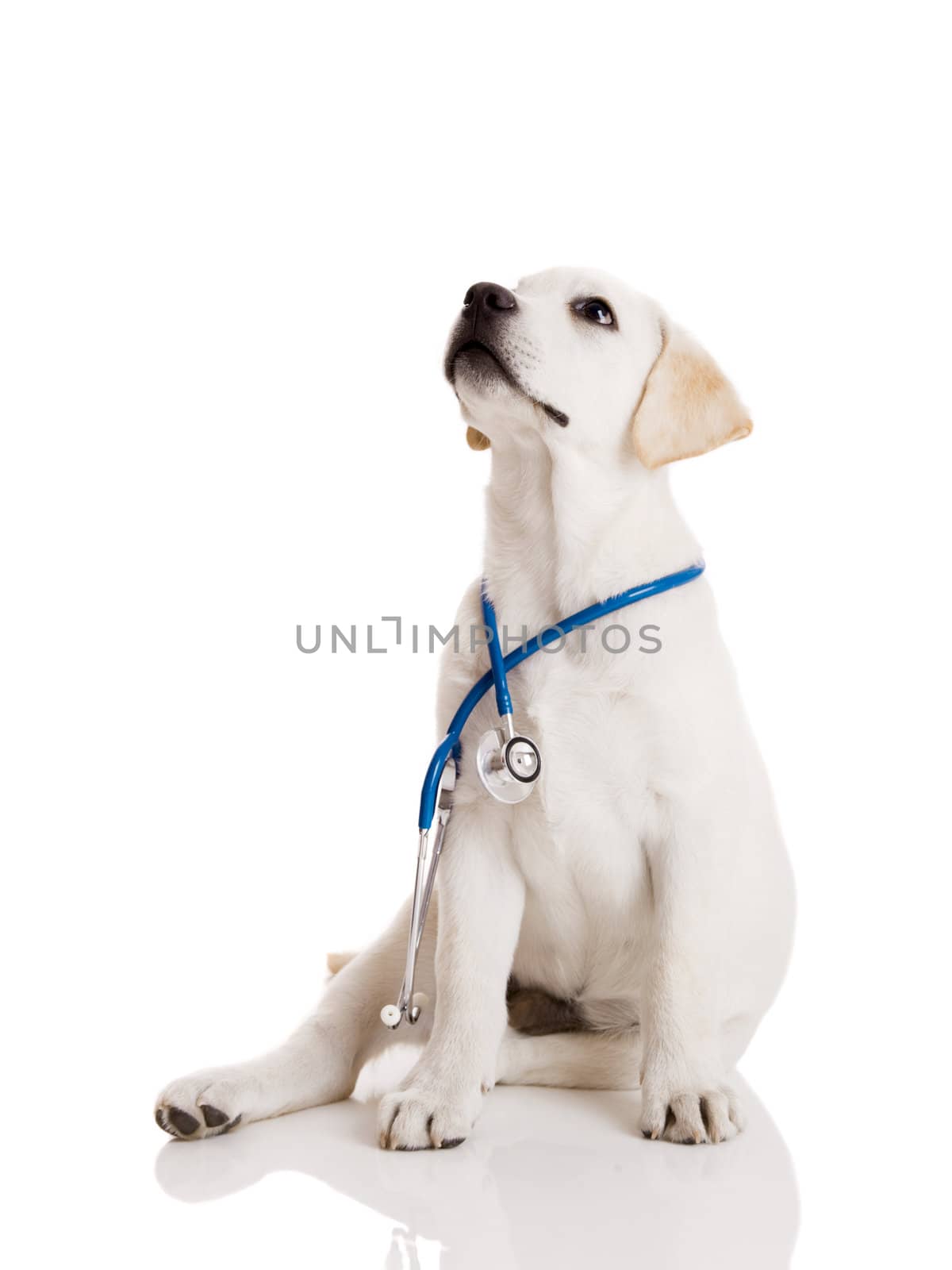 Beautiful labrador retriever with a stethoscope on his neck, isolated on white