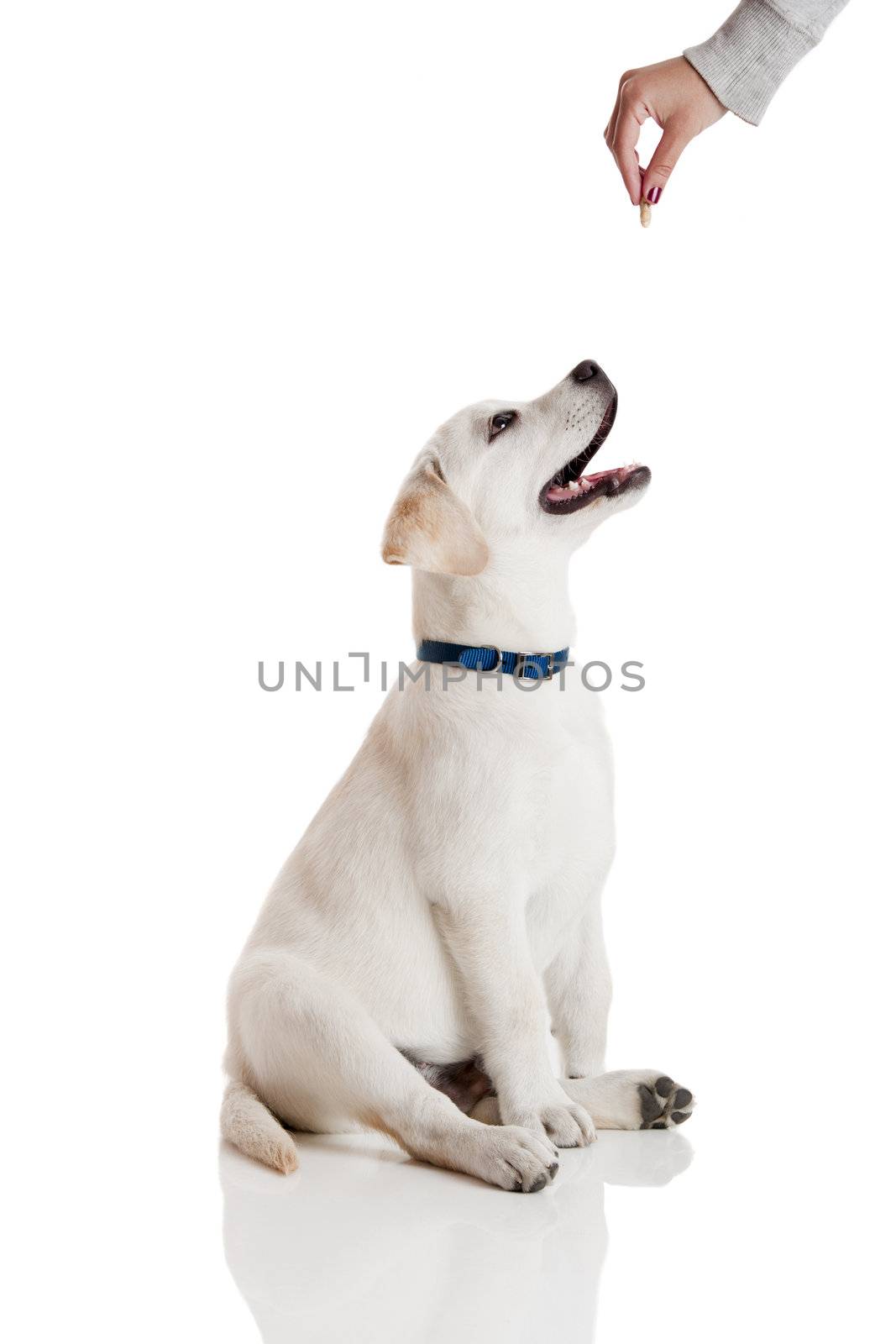 Beautiful labrador retriever cream puppy isolated on white being rewarded for good behavior