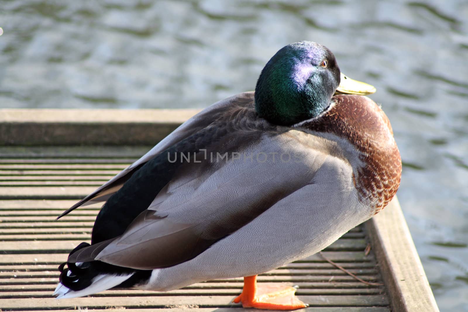 a duck sat on decking