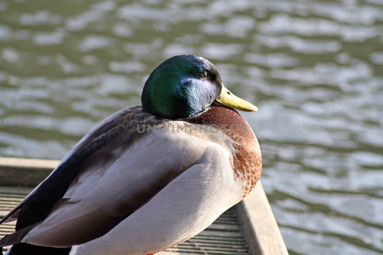 a duck sat on decking