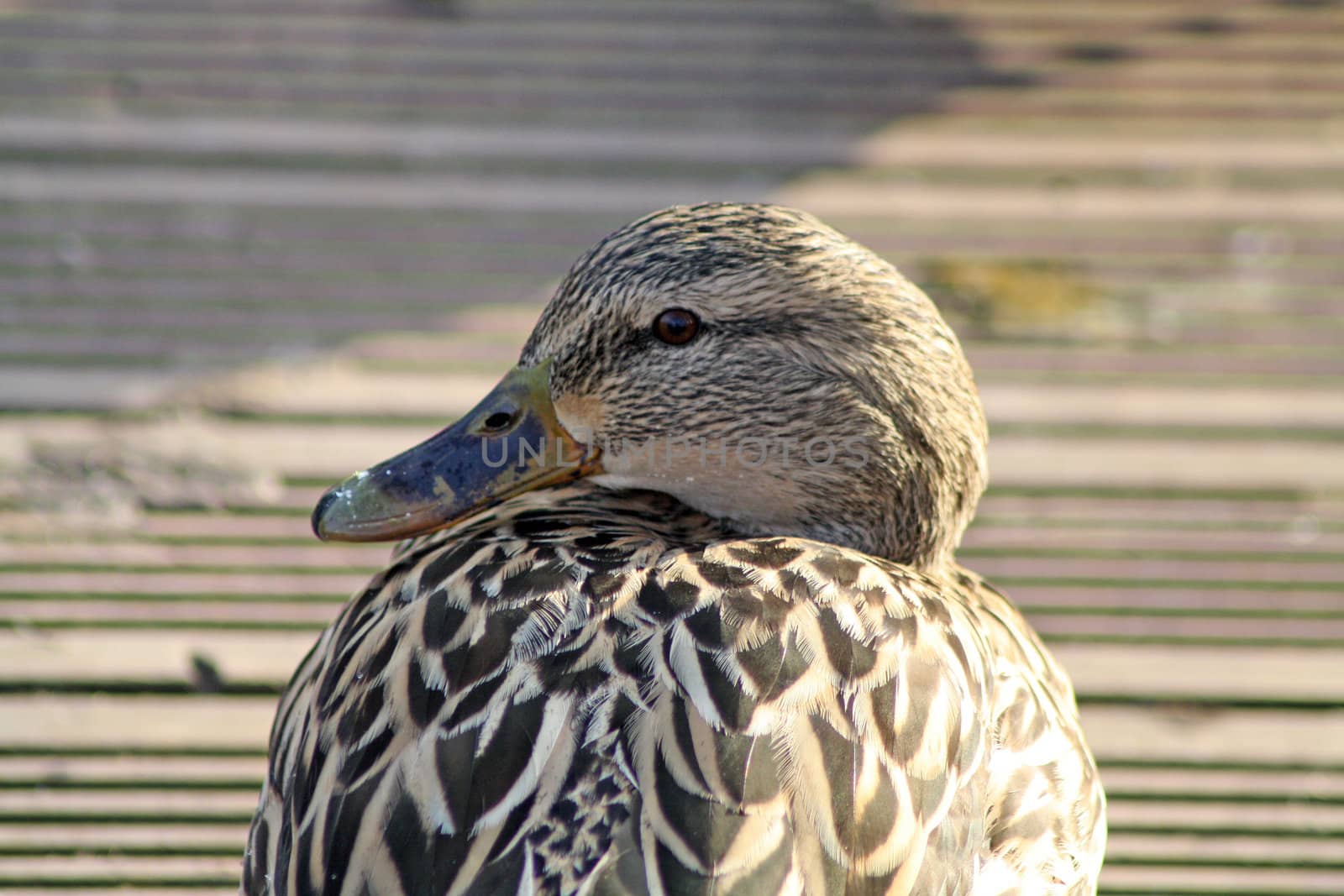 a duck sat on decking