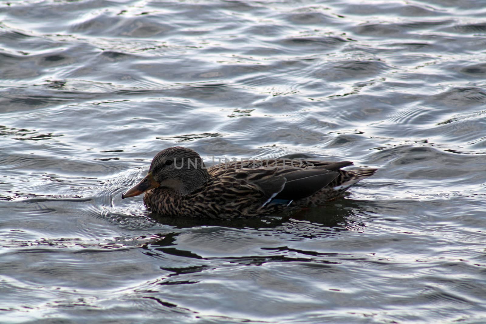 small duck on lake