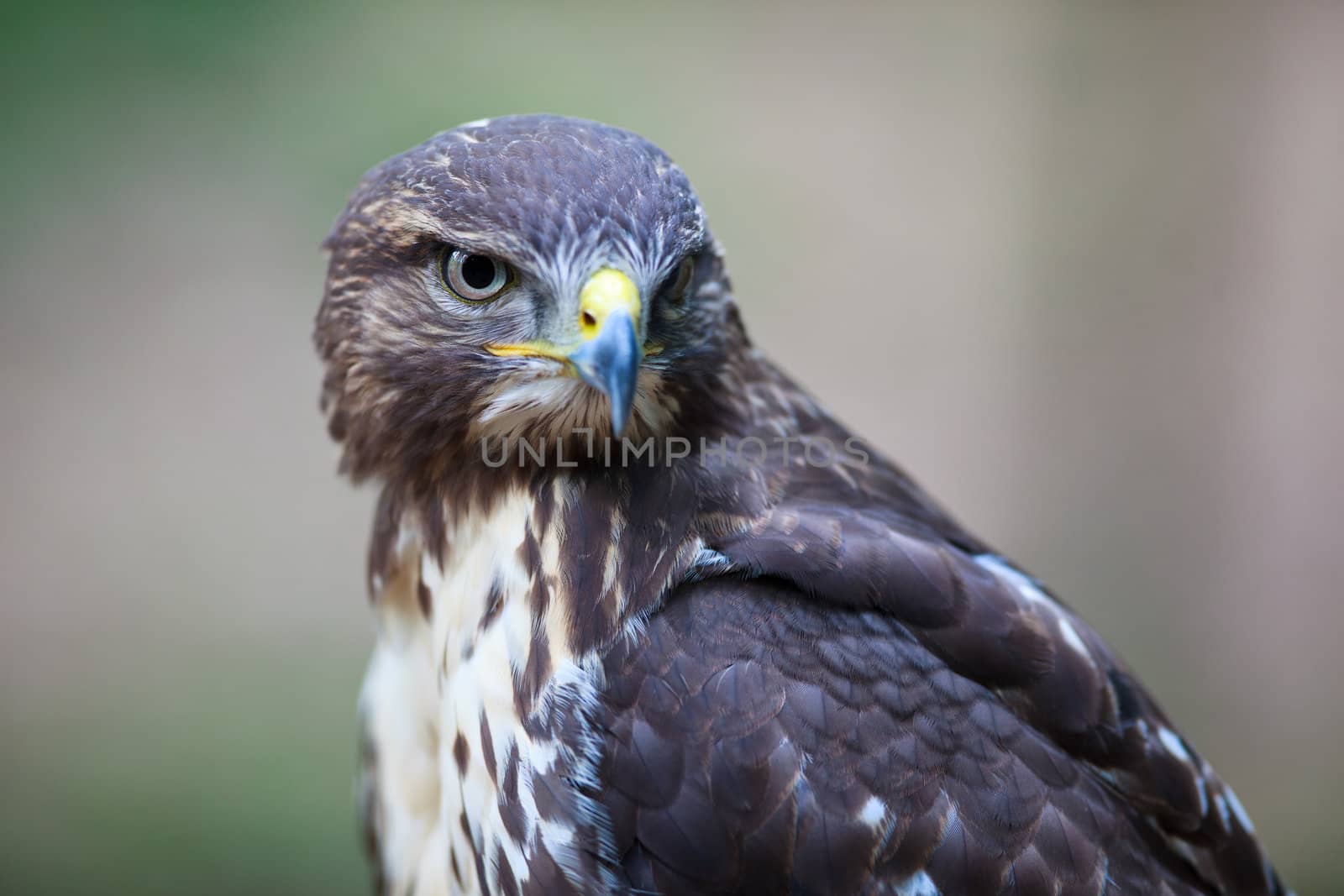 Close-up view of a majestic common buzzard (Buteo buteo)  by viktor_cap