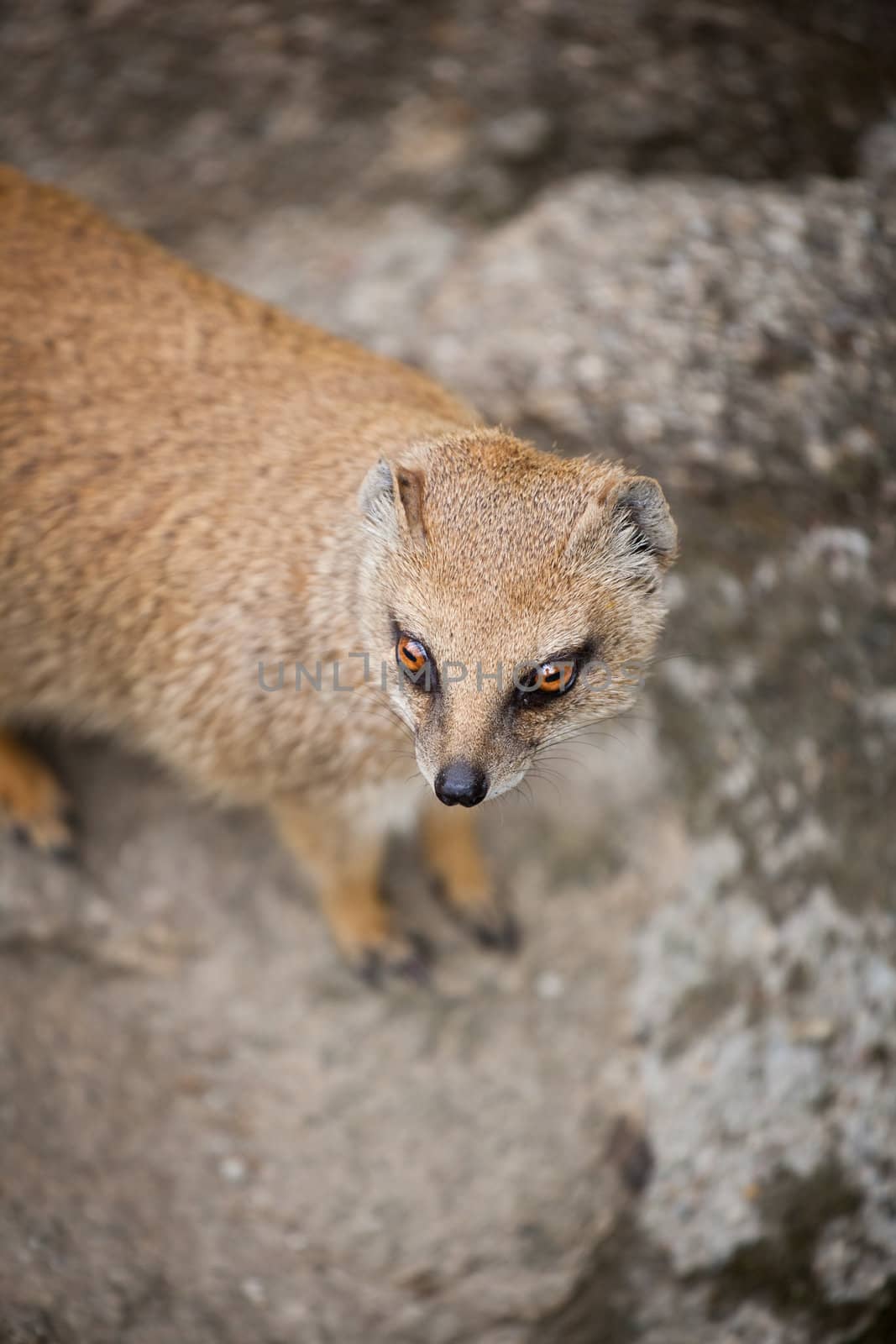 cute yellow mongoose