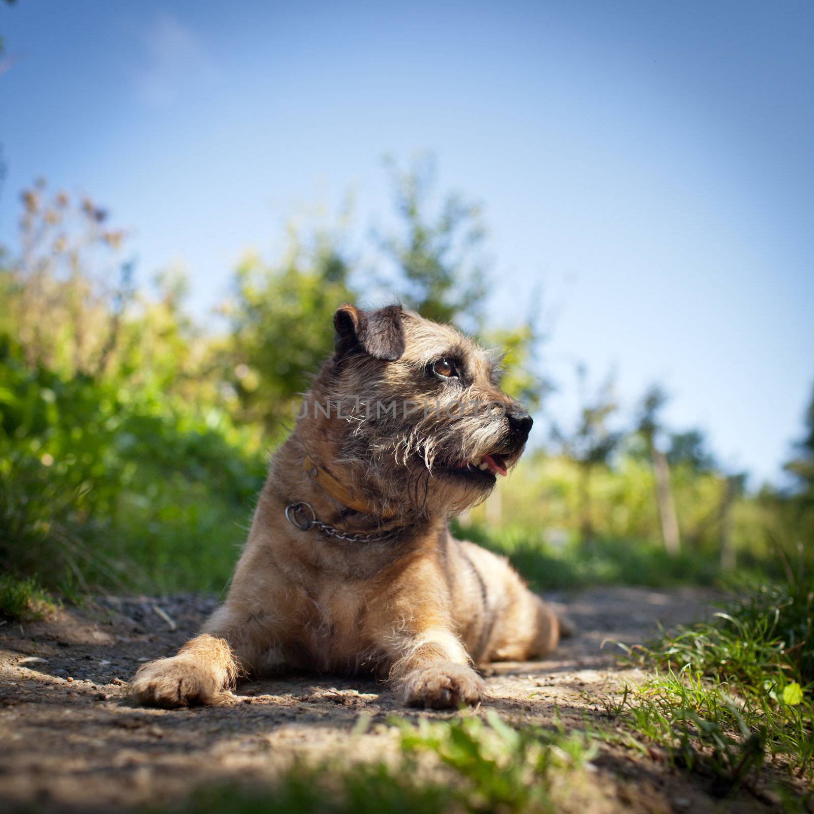 Border Terrier  by viktor_cap