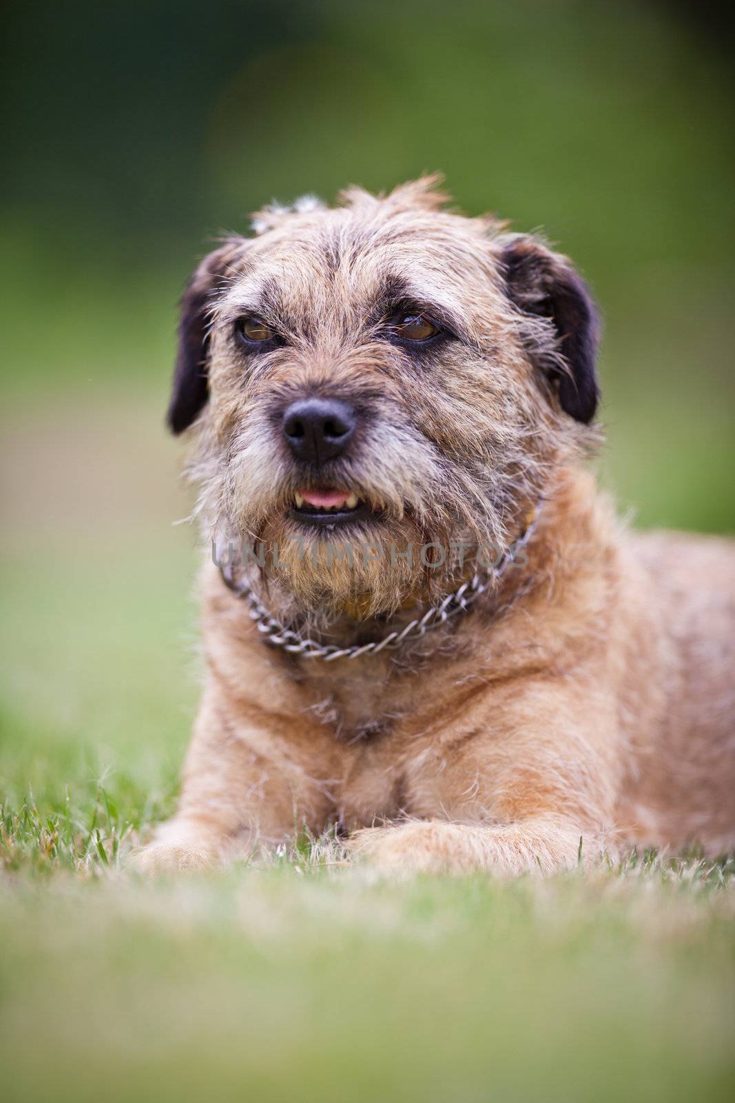 Border Terrier