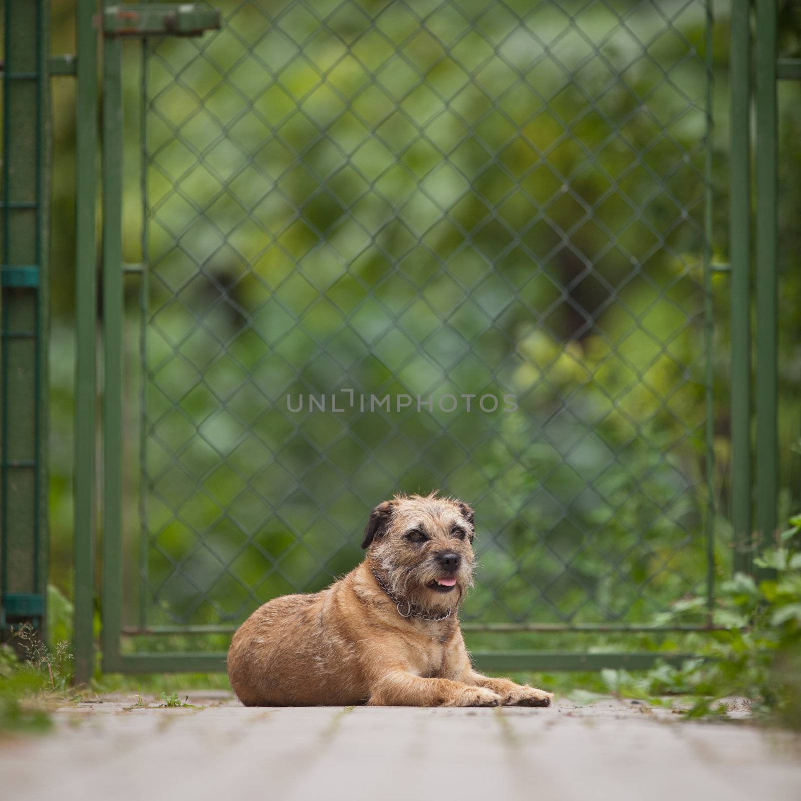 Border Terrier