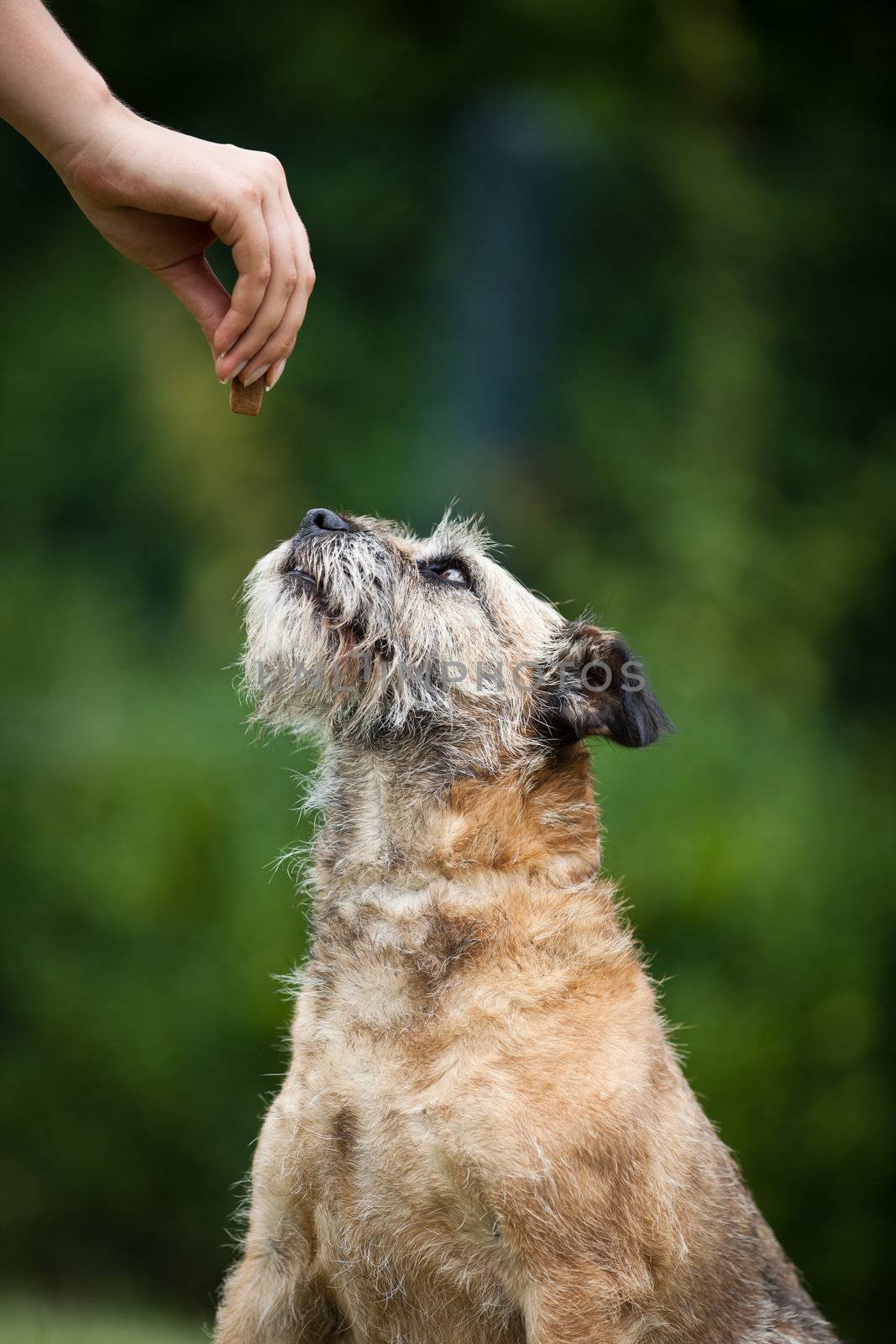 Border Terrier being given a treat