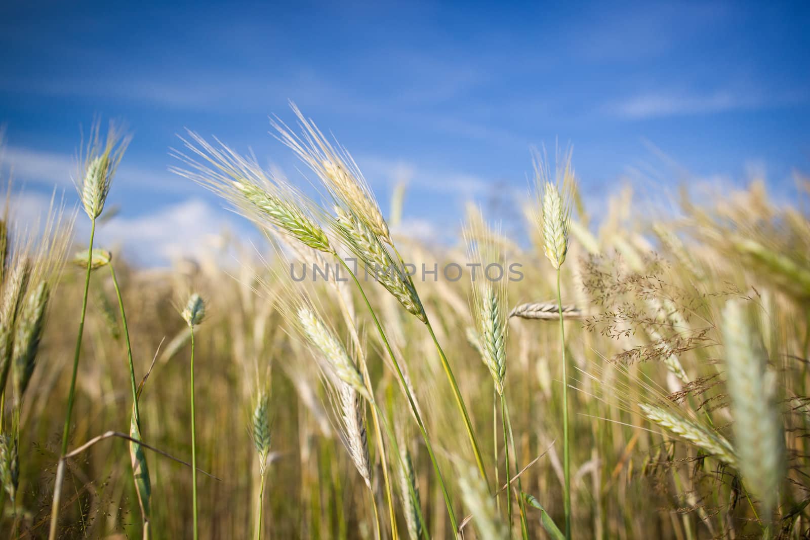 Ears of almost ripe barley growing in a farm field by viktor_cap
