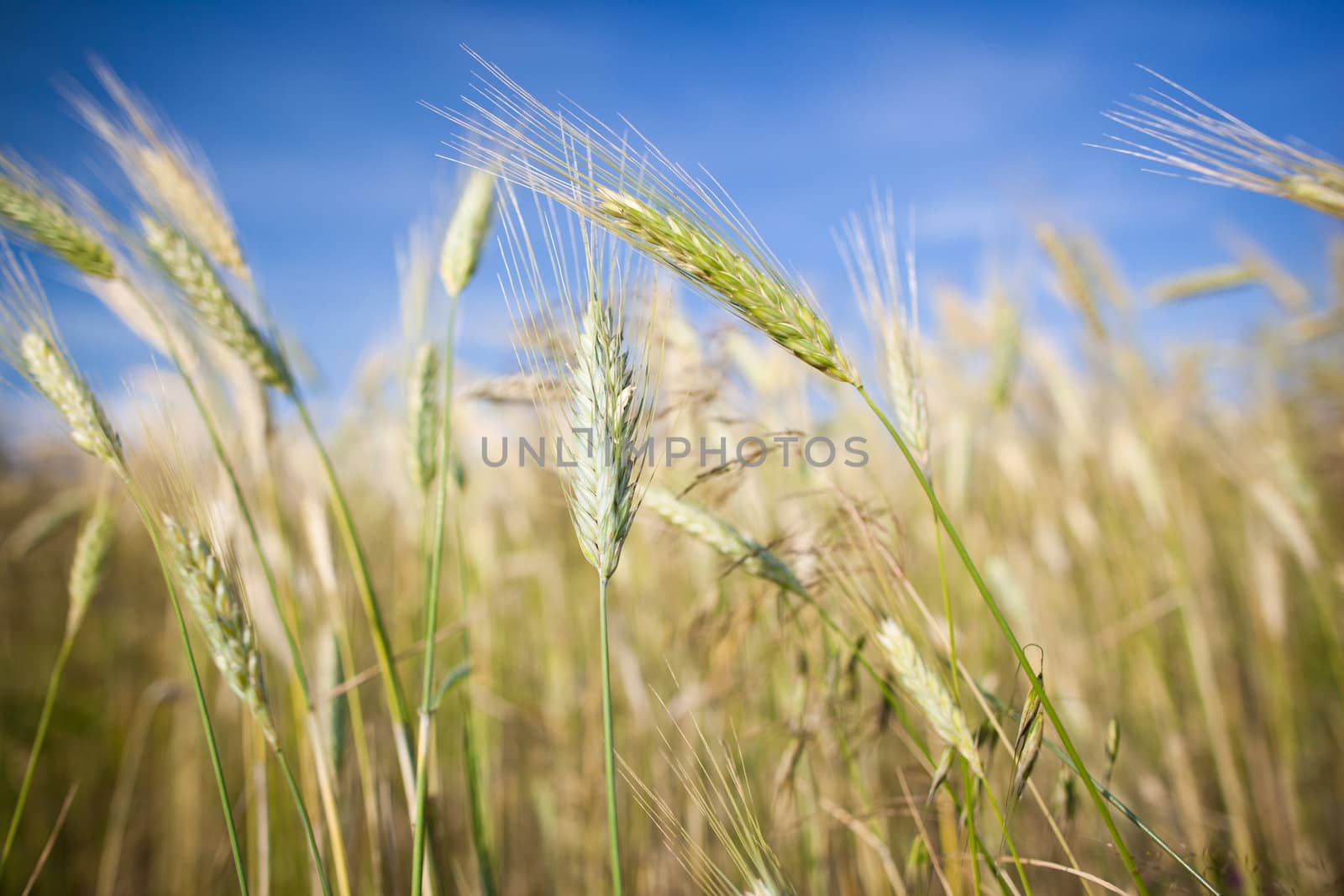 Ears of almost ripe barley growing in a farm field by viktor_cap