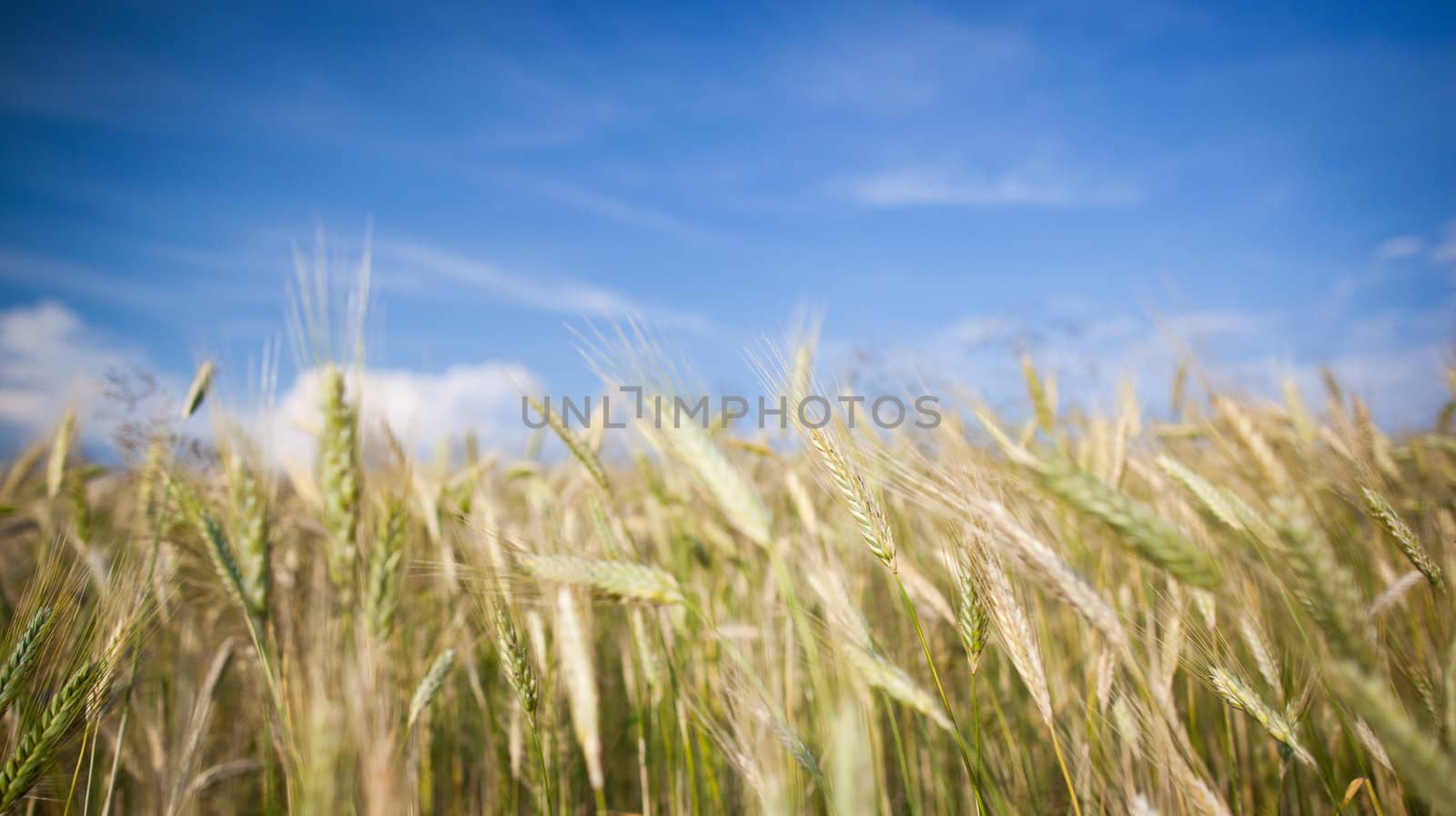 Ears of almost ripe barley growing in a farm field against lovely summer blue sky (shallow DOF - selective focus)