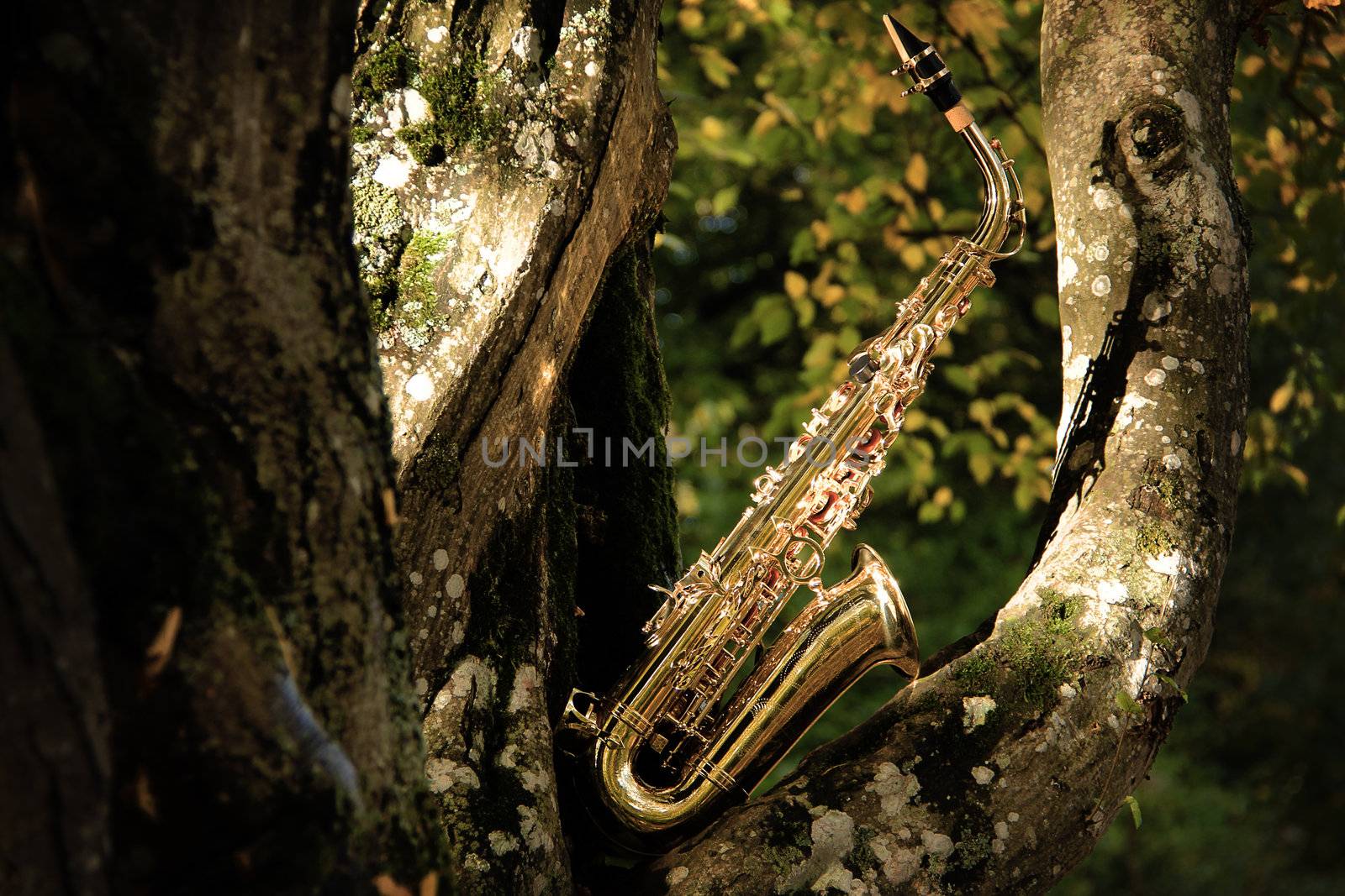 old grungy saxophone in the nature in autumn