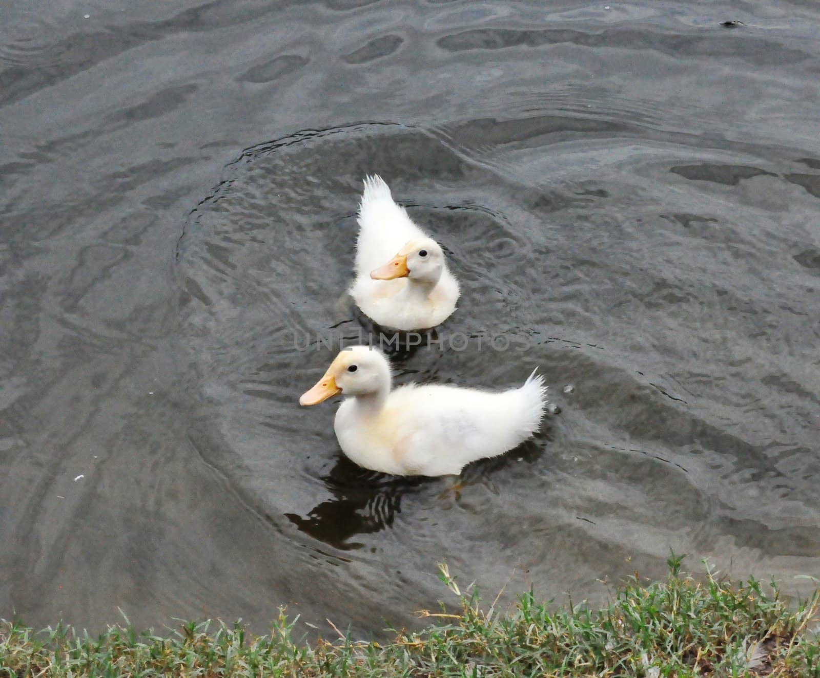 Two Ducks Swimming