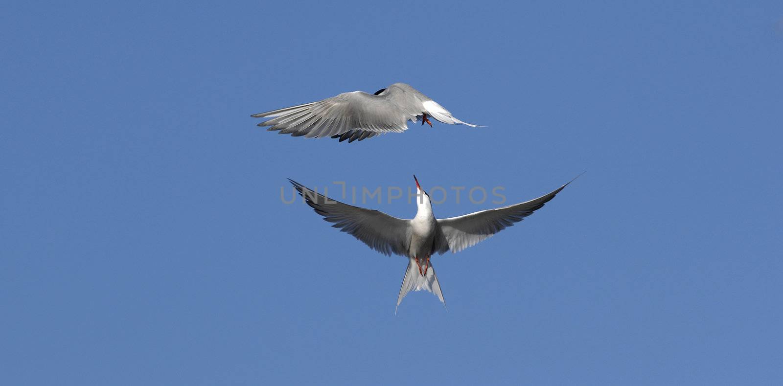 Common Tern fight in air by SURZ