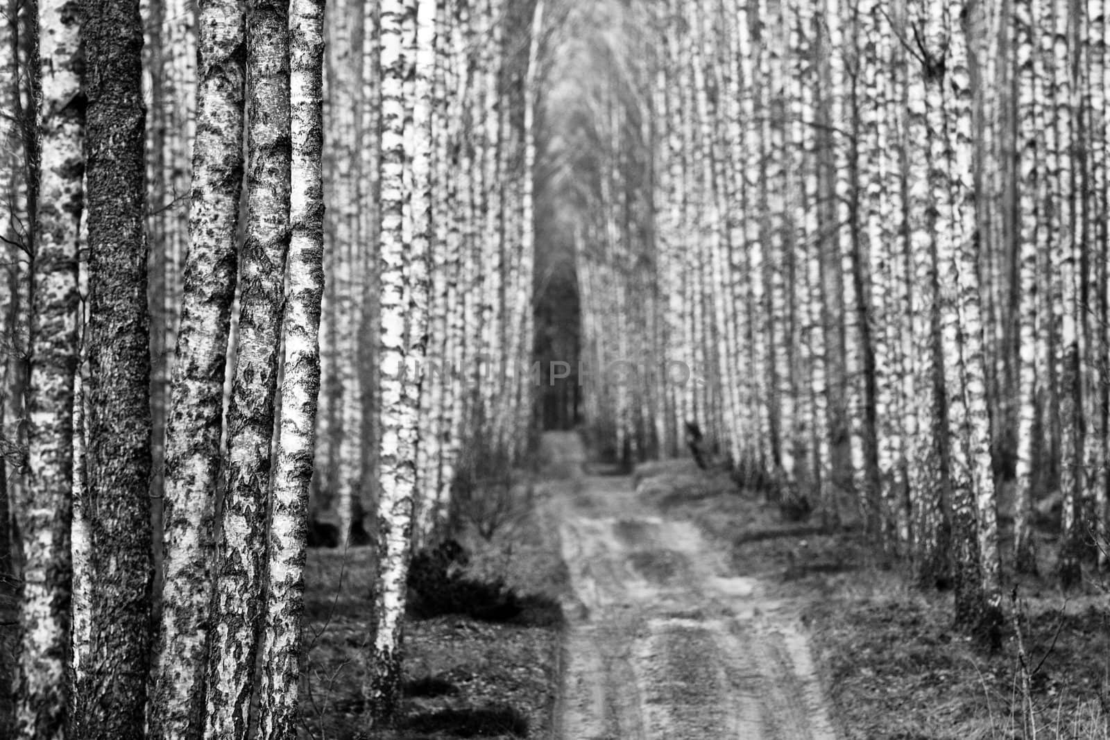 Biebrza forest black and white conversion