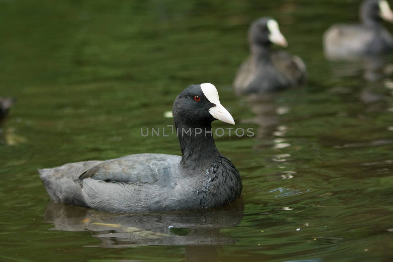 Coot swimming in the pond