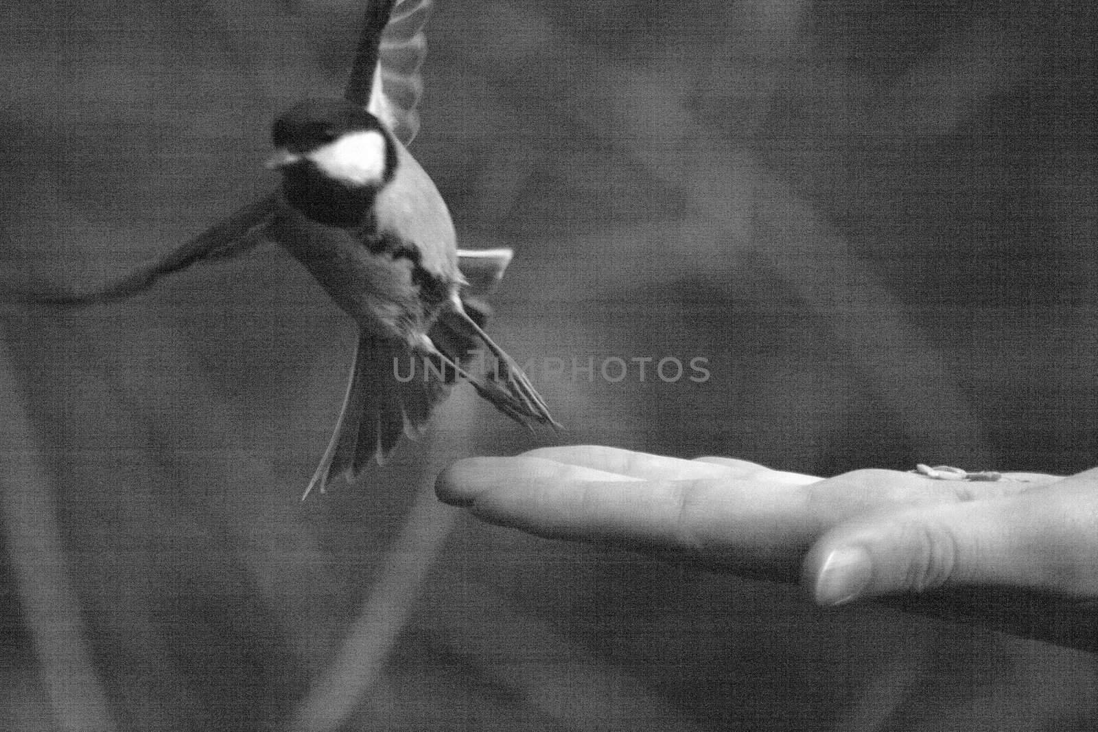 Chickadee taking off from hand