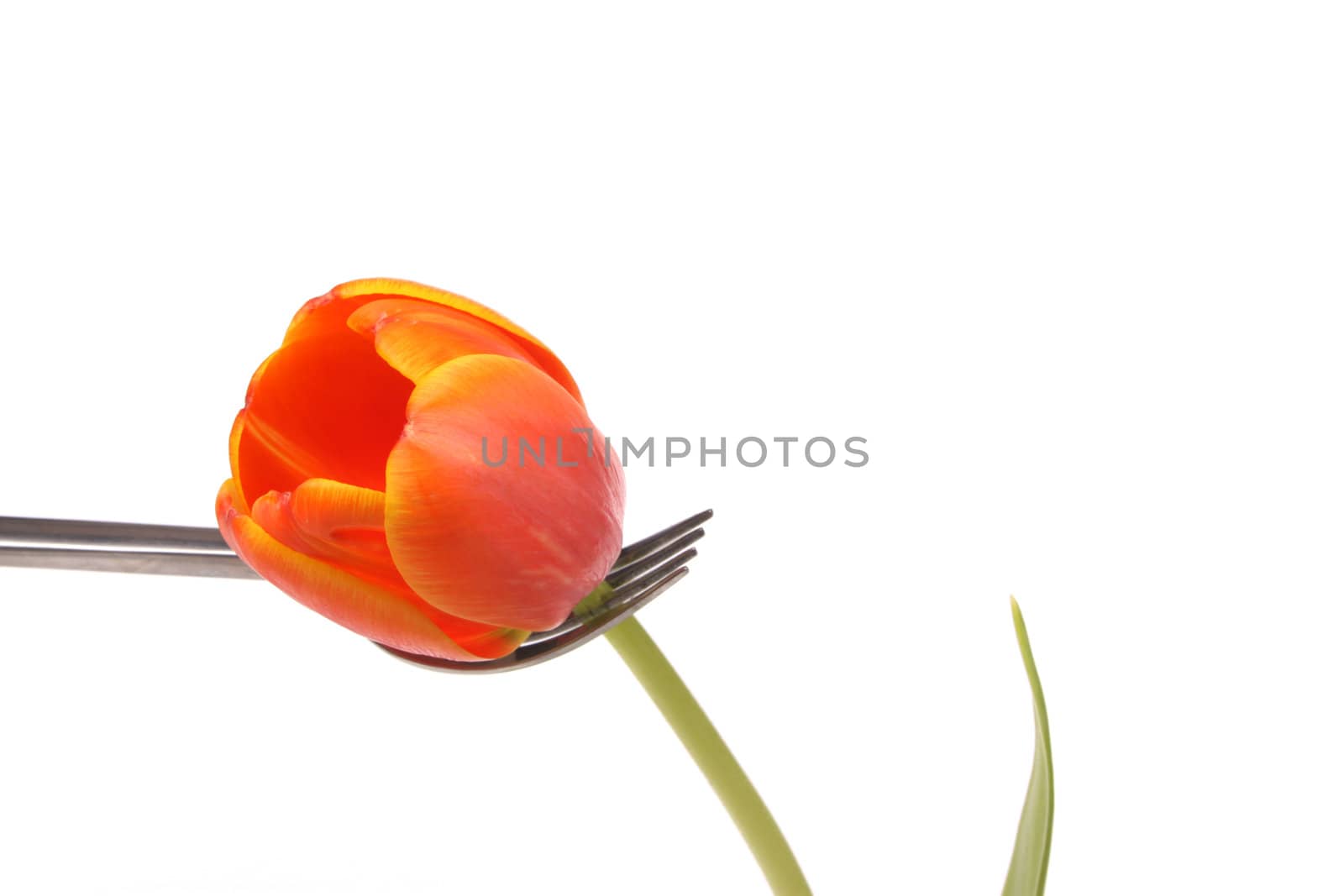 Red and yellow tulips by joophoek