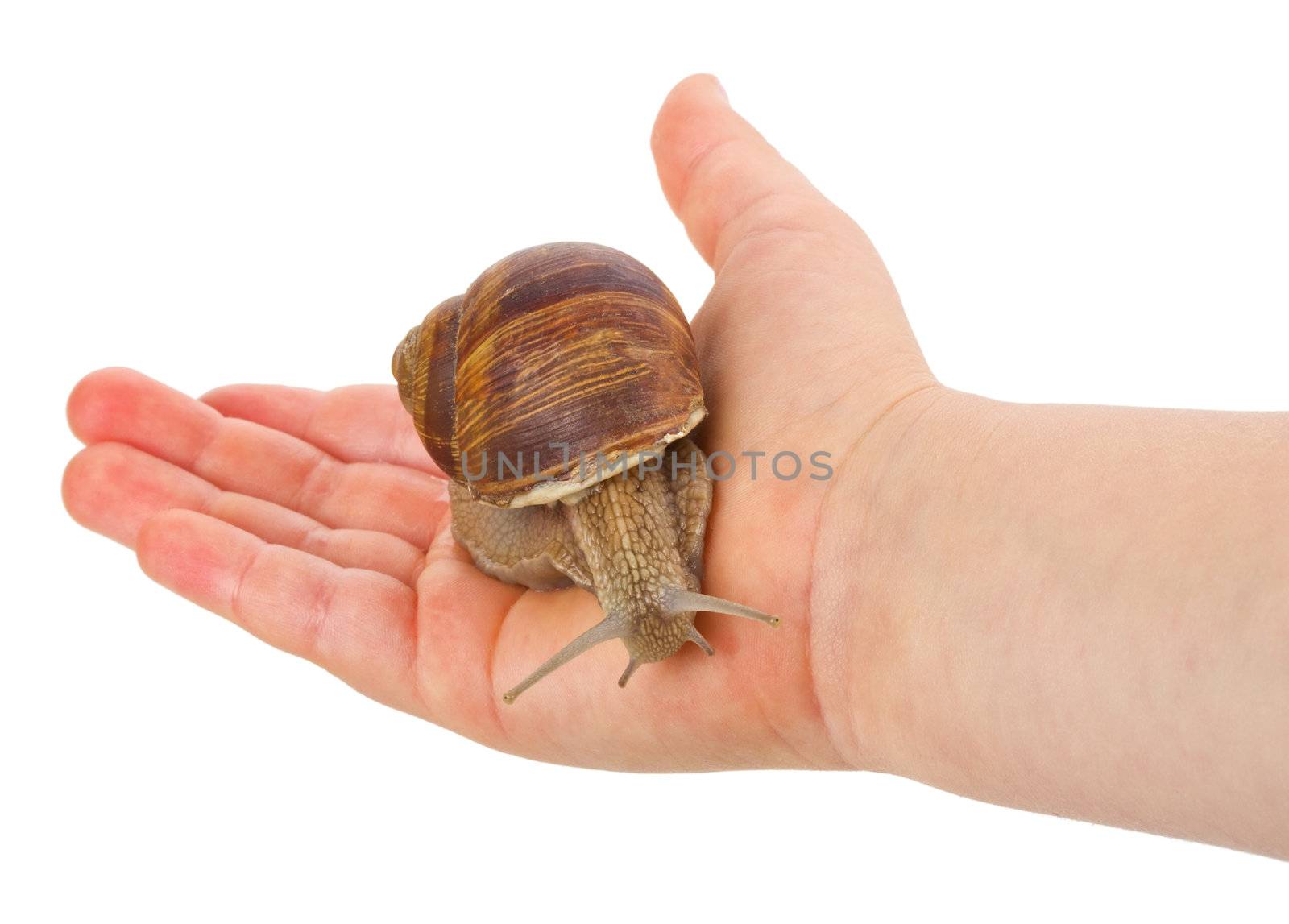 close-up snail in hand, isolated on white