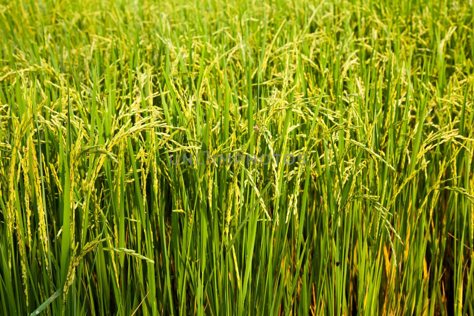 rice field and sun by koratmember