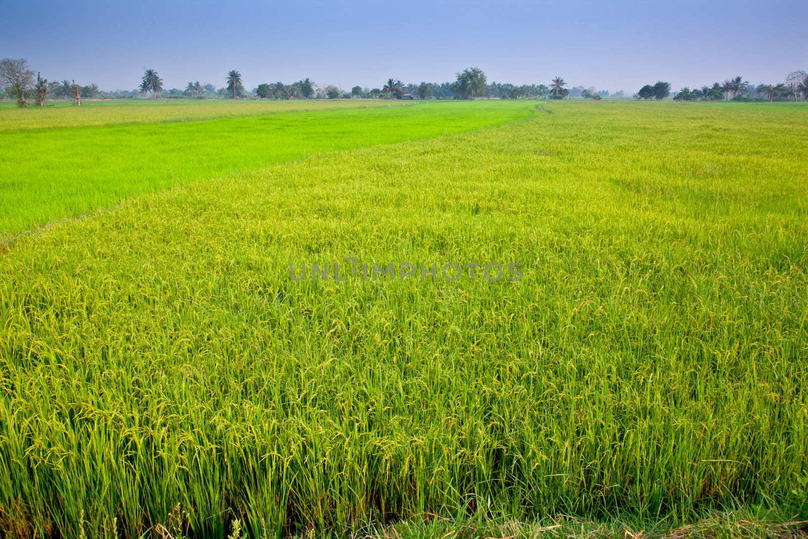 Rice field in rural of Thailand with the forest in background.