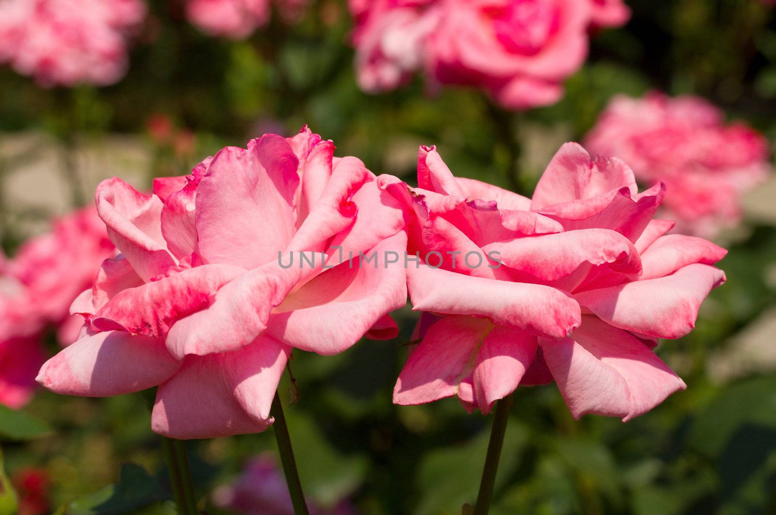 two pink roses on flowers background