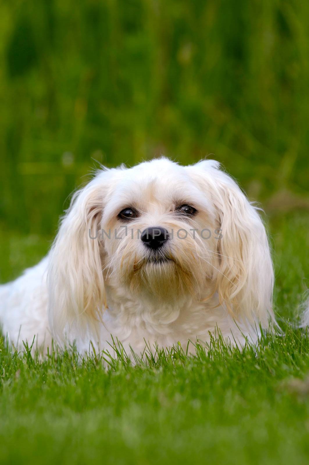 White dog on grass by cfoto