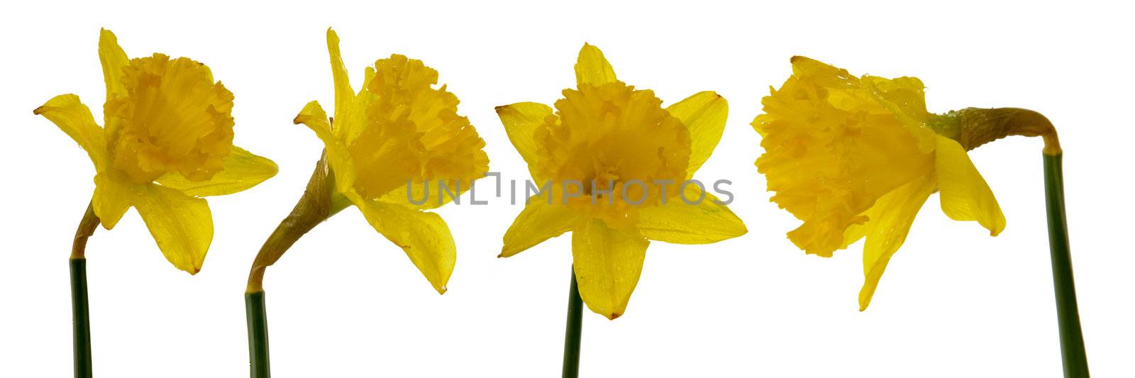 4 Yellow daffodils with waterdrops. On a clean white background.