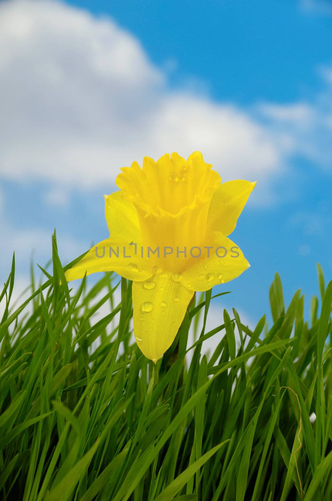 Daffodil with water drops is growing in green grass. In the background you can see a blue and cloudy sky.