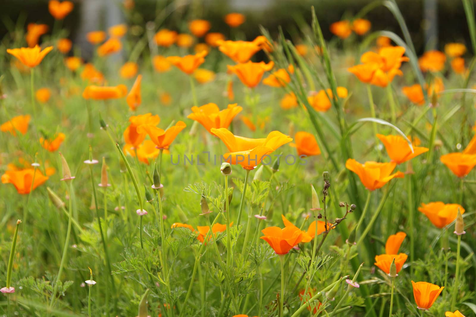 California poppies by pulen
