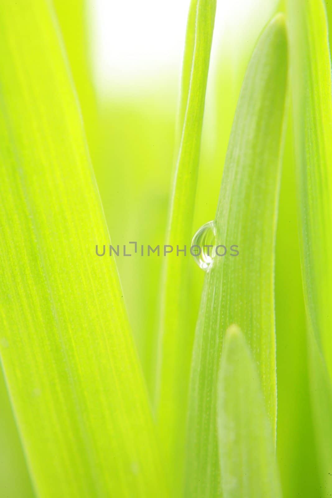 close-up of green grass, extreme shallow focus!...........